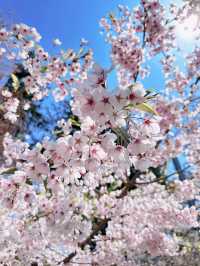 2025五月北海道獨遊追櫻之旅🌸 - 第三彈