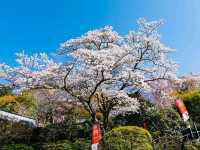 Spring Serenity in Nara’s Hidden Gem
