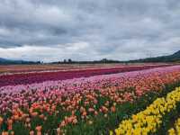 Our Abbotsford Tulip Escape: A Burst of Color