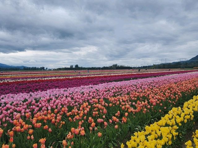 Our Abbotsford Tulip Escape: A Burst of Color