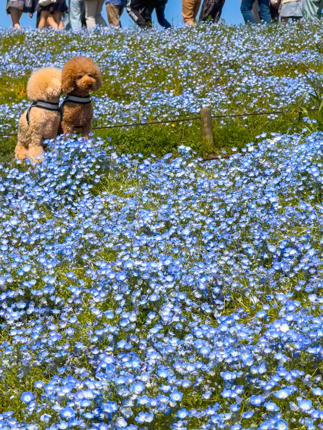 Nemophila Magic: Japan’s Blue Wonderland