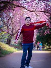 ซากุระบานที่ขุนวาง
