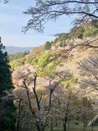 MOUNT YOSHINO | JAPAN’S SACRED SEA OF CHERRY BLOSSOMS