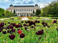 SPRING BLOOMS IN PARIS | JARDIN DES PLANTES