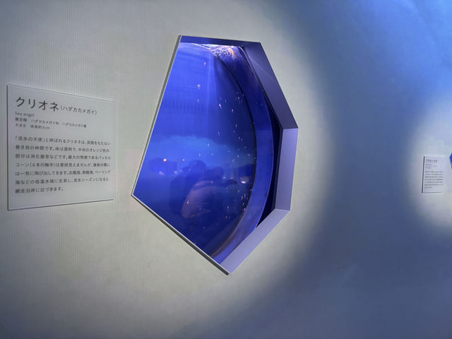 【北海道】年中流氷を触れる場所【オホーツク流氷館】