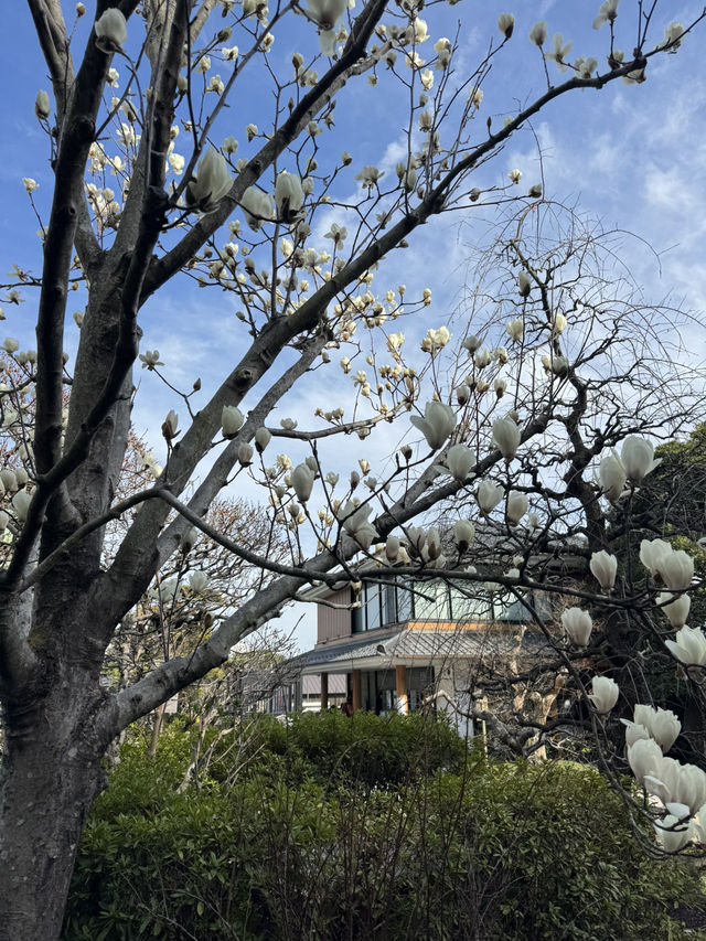 Hasedera Temple ✨ วัดเก่าแก่ในเมือง Kamakura