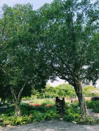 台北｜大安森林公園繡球花季｜都市中的浪漫花海