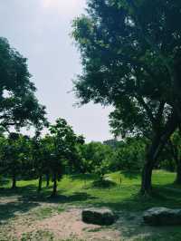 台北｜大安森林公園繡球花季｜都市中的浪漫花海