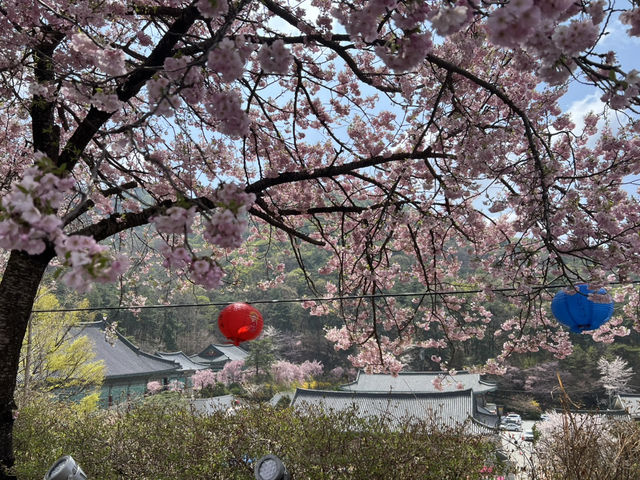 겹벚꽃보러 각원사로 오세요
