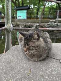 A place so peaceful even the cats seem to meditate — Xiyuan Temple