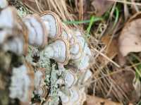 Climb, Scramble, Breathe: The Billy Goat Trail Adventure