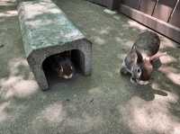 你知道日本有動物園可以餵獅子吃肉嗎？