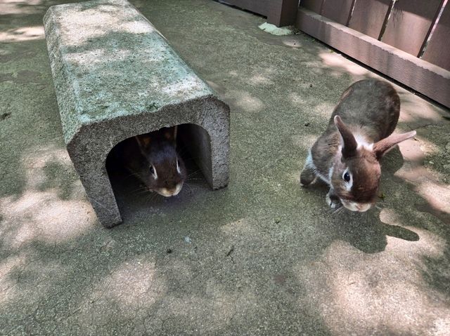 你知道日本有動物園可以餵獅子吃肉嗎？