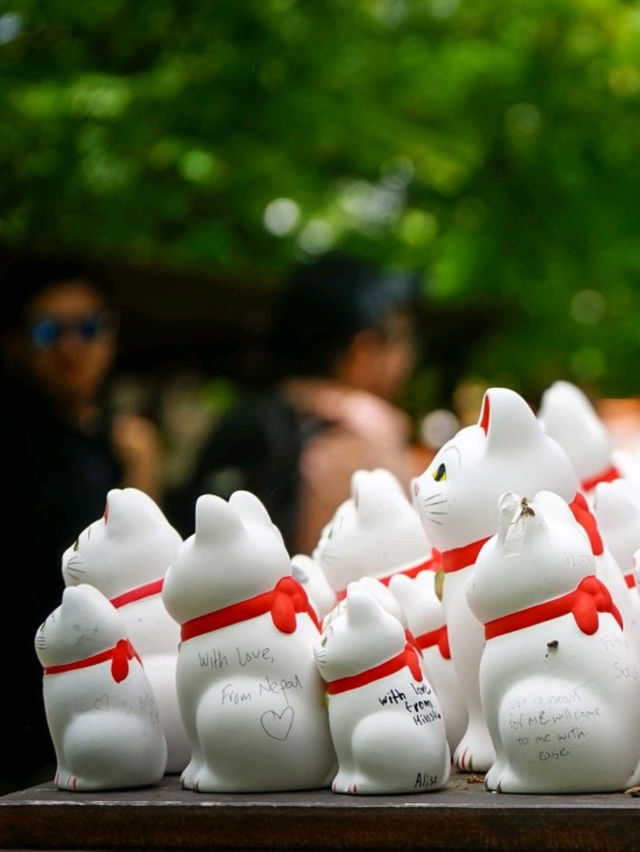 東京之旅·豪德寺⛩️🎏🐱
