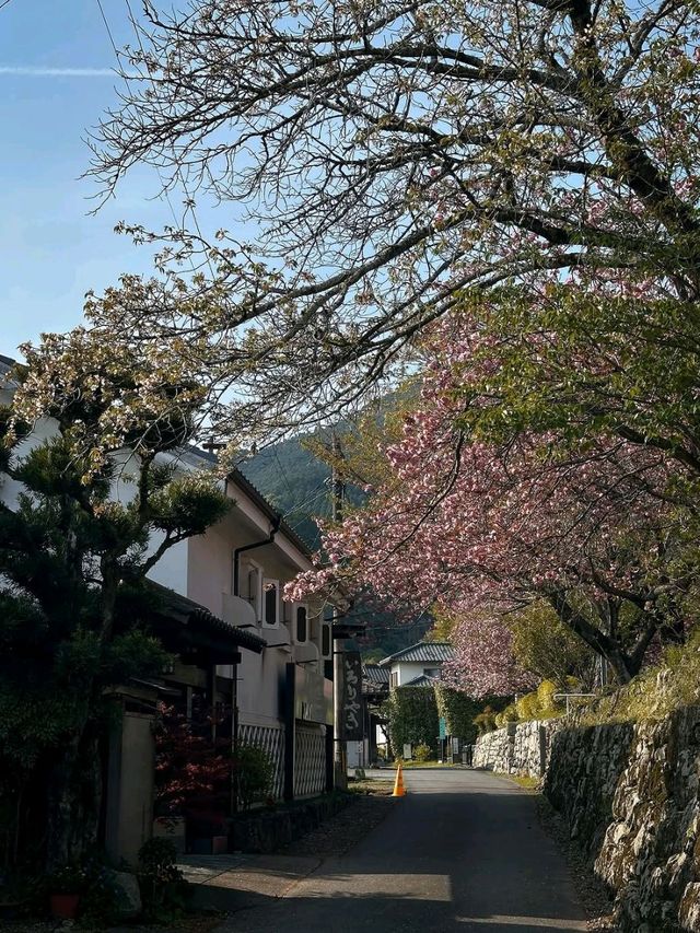 Akizuki Town in Spring