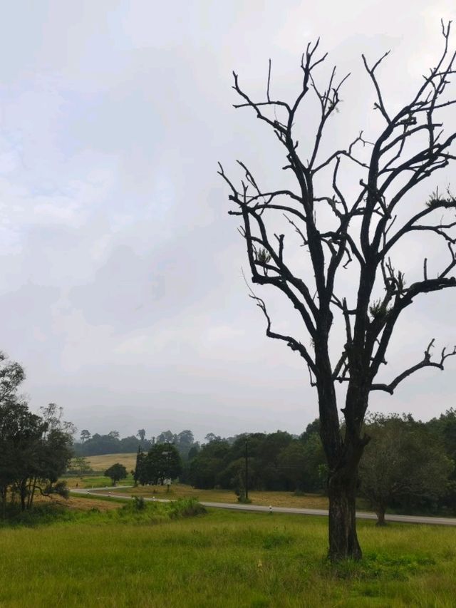 อุทยานแห่งชาติเขาใหญ่ จ.นครราชสีมา