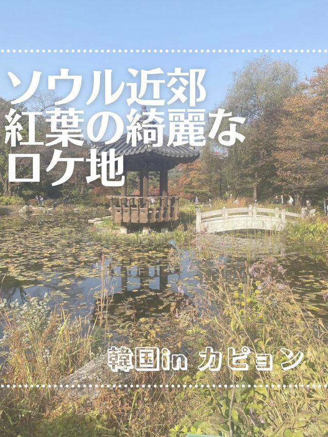 【ソウル近郊】ロケ地によくなる樹木園🌲