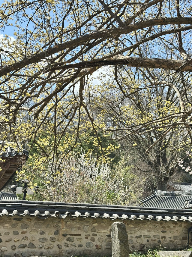 봄꽃들이 가득한 전주 향교
