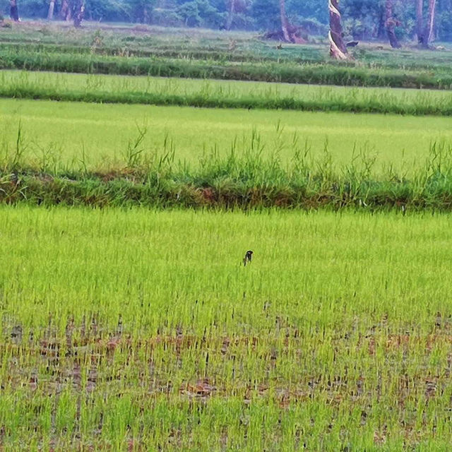 บ้านปันสุขเพชรบุรีรมย์