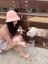 台灣小瑞士「清境農場」 🐑 綿羊互動體驗萌翻全場💕