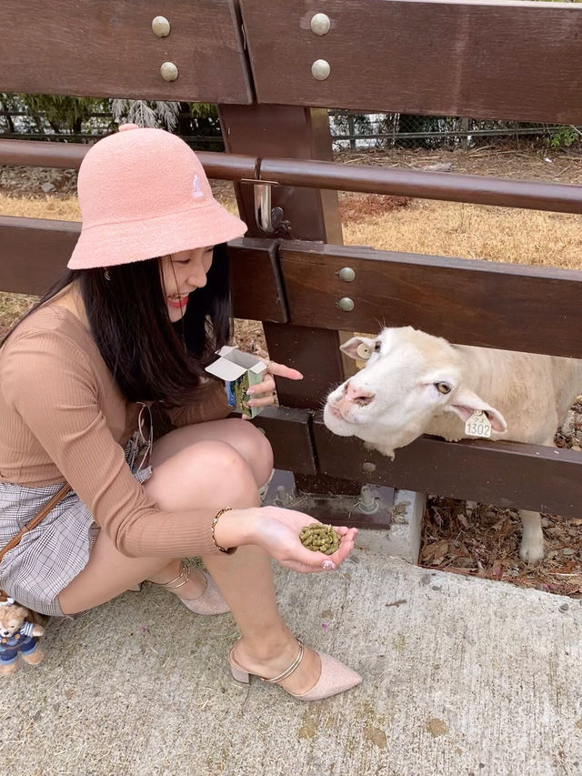 台灣小瑞士「清境農場」 🐑 綿羊互動體驗萌翻全場💕
