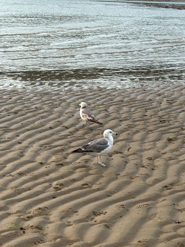 🏖️ 서해의 일몰 명소, 꽃지해수욕장