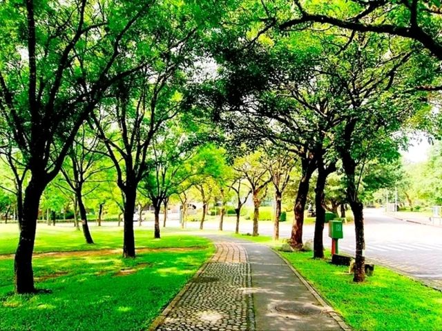 暨南校園內的步道上微風輕拂、櫻花隨風搖曳彷彿置身歐洲莊園般浪漫