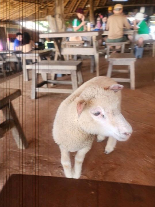 Akha Farmville