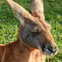 Lone Pine Koala Sanctuary – Brisbane, QLD