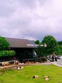 ลานสกาฟาร์มแกะ (Lansaka Sheep Farm)