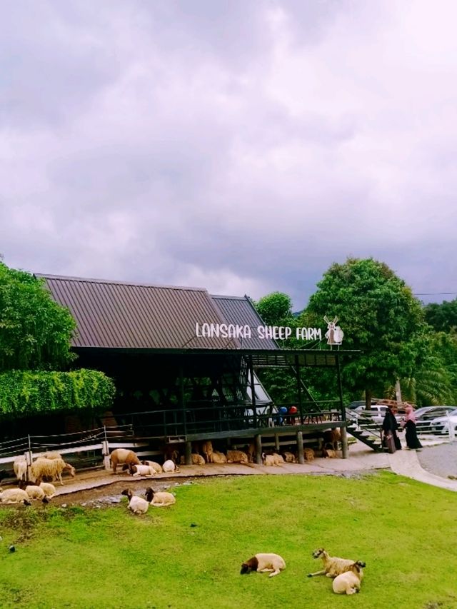 ลานสกาฟาร์มแกะ (Lansaka Sheep Farm)