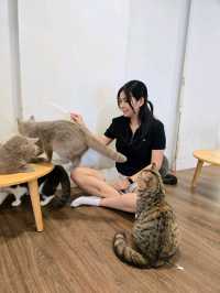 Mali Cat Cafe Bangsaen, Chonburi 