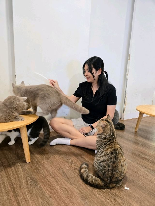 Mali Cat Cafe Bangsaen, Chonburi 