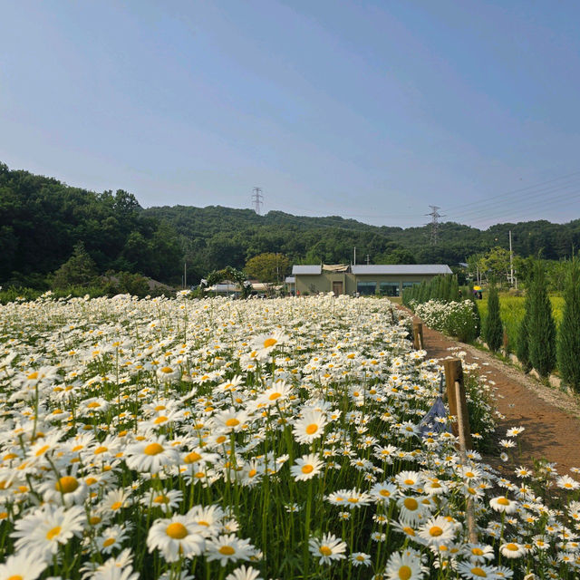 👍👗아산 샤스타데이지 카페 카페지새울
