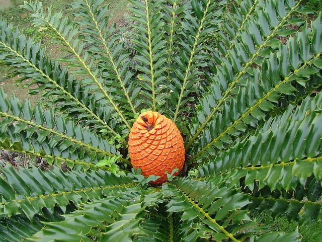 Yercaud Botanical Garden