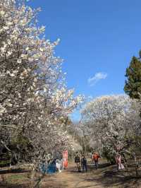 🌳自然と遊びが融合する癒しの空間「清水公園」でアクティブな休日を