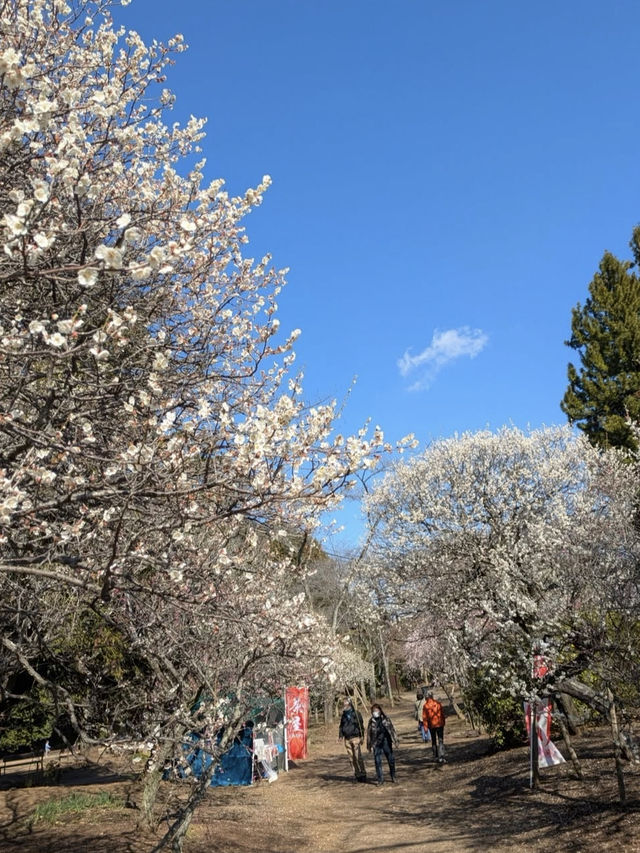 🌳自然と遊びが融合する癒しの空間「清水公園」でアクティブな休日を