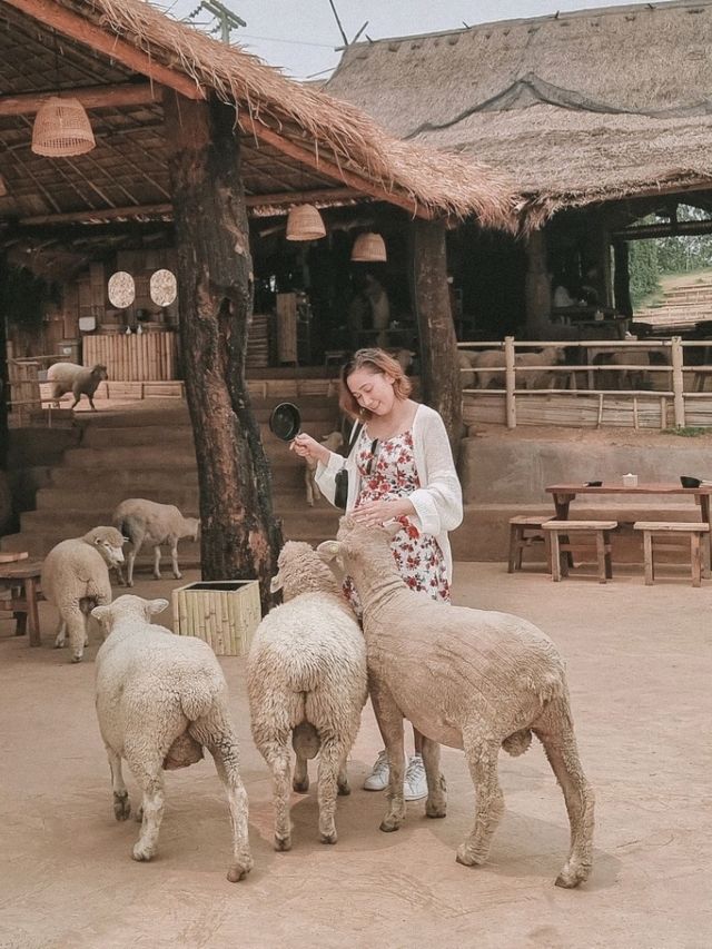 Fluffy Fun at Akha Farmville, Chiang Rai 🐑🌾💚