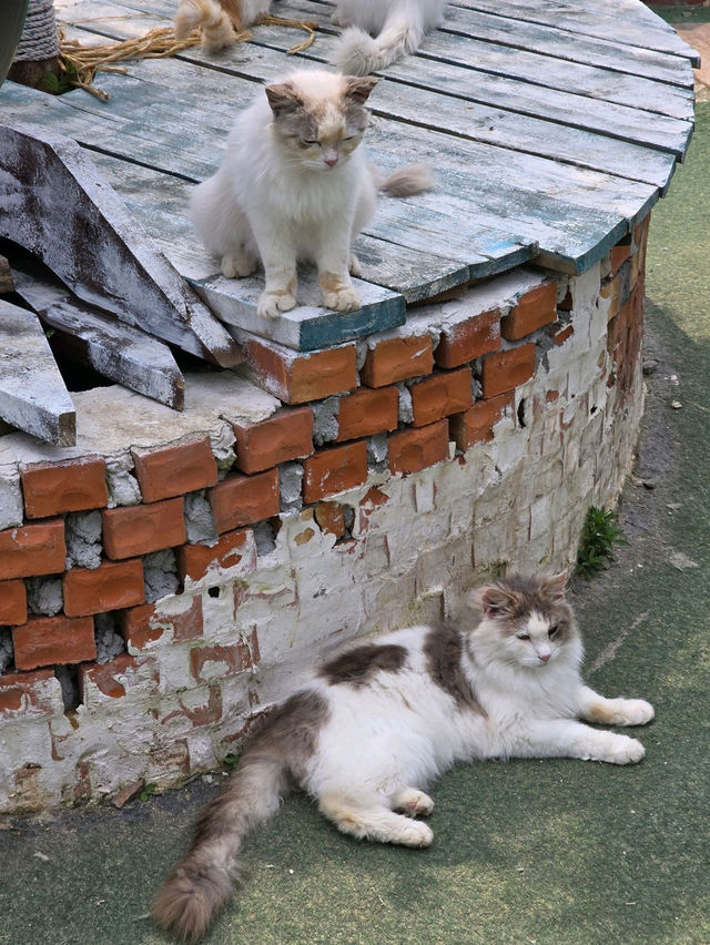 🤎🤍영흥도 고양이와 고양이역