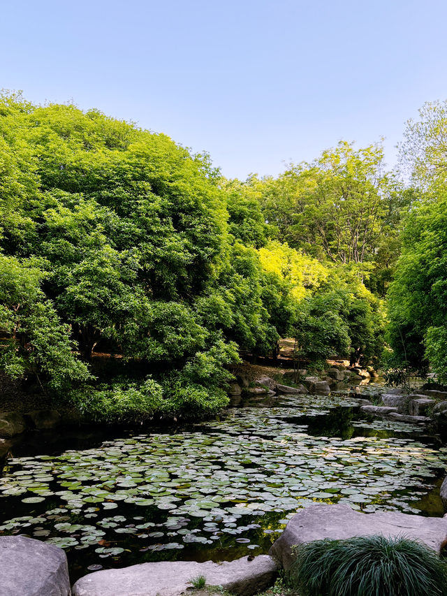 เดินเล่นใน Hangzhou Botanical Garden