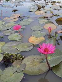 Sri Pakpra boutique resort at phatthalung.