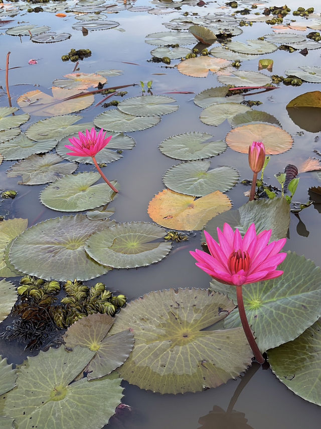 Sri Pakpra boutique resort at phatthalung.