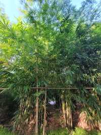 Inside the bamboo grove, greatness reside