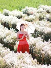 ชวนเที่ยวสวรดอกไม้ เชียงใหม่