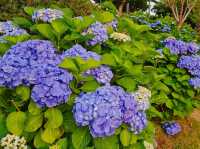 As sunset approaches, the hydrangeas blossomed in glarrung colors