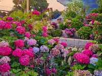 The decoration of blossoming hydrangeas at Jangsaengpo
