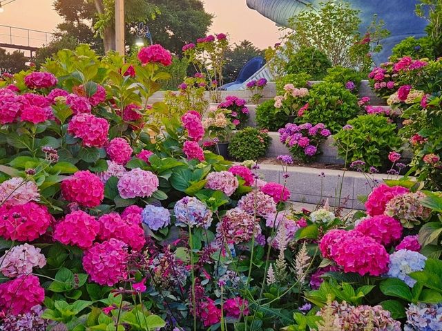 The decoration of blossoming hydrangeas at Jangsaengpo