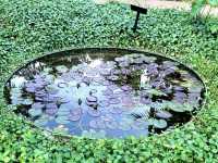The variety of flora in the vast Water Lily Gardens