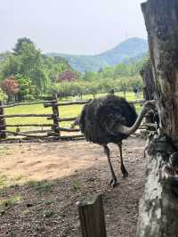 Attractions to visit in Nami Island