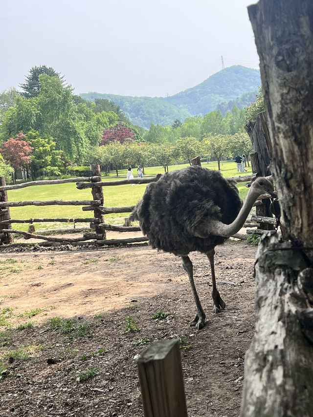 Attractions to visit in Nami Island